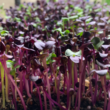 Load image into Gallery viewer, Radish Microgreens 2oz