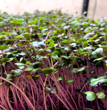 Load image into Gallery viewer, Cabbage Microgreens 2oz