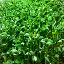 Load image into Gallery viewer, Pea Shoots 3oz