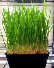 Load image into Gallery viewer, Wheatgrass