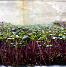 Load image into Gallery viewer, Cabbage Microgreens 2oz