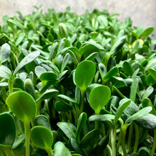 Load image into Gallery viewer, Sunflower Shoots 4oz