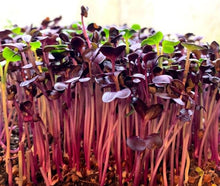 Load image into Gallery viewer, Radish Microgreens 2oz