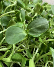 Load image into Gallery viewer, Sunflower Shoots 4oz