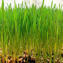 Load image into Gallery viewer, Wheatgrass