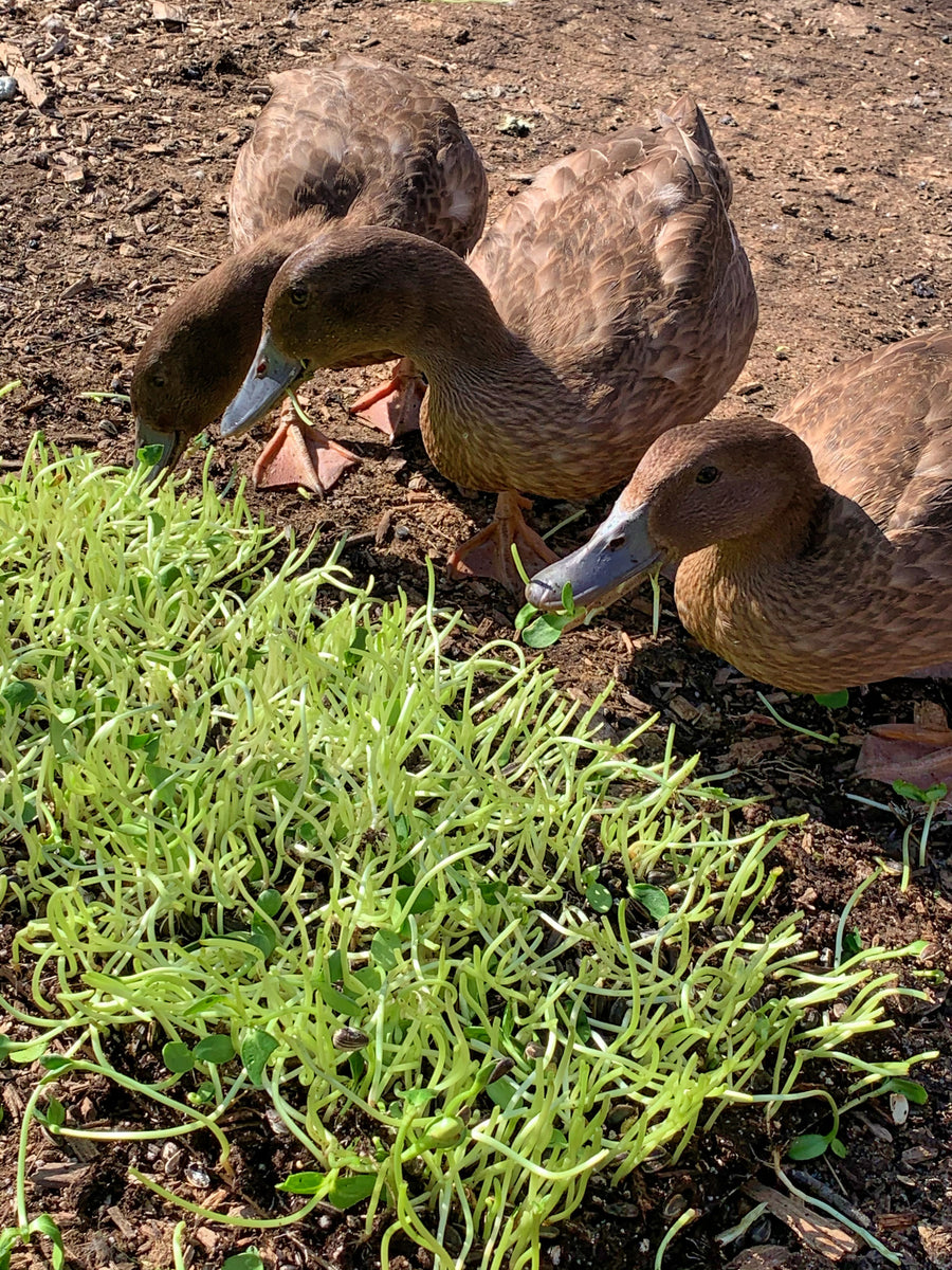 Three brown ducks eating microgreens outside.